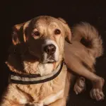 Catania, Gaetana Cipolla consulente per tutela animali