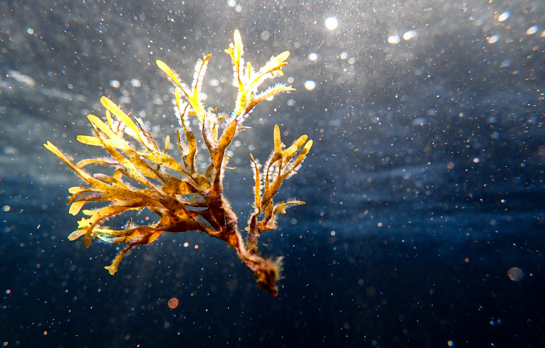 ARPA Sicilia a Ceuta contro l’alga invasiva Rugulopteryx