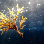 ARPA Sicilia a Ceuta contro l’alga invasiva Rugulopteryx