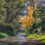 Città Metropolitana di Catania, interpello interno per interventi di forestazione