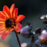 Come il giardino contribuisce alla qualità della vita