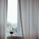 Piante da interno che non hanno bisogno di luce